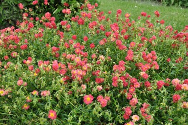 Hélianthème Helianthemum 'Amabile Plenum' 5-10 Pot 9x9 cm (P9) Helianthemum 'Amabile Plenum'