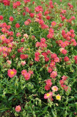 Hélianthème Helianthemum 'Amabile Plenum' 5-10 Pot 9x9 cm (P9) Helianthemum 'Amabile Plenum'