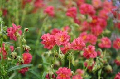 Hélianthème Helianthemum 'Amabile Plenum' 5-10 Pot 9x9 cm (P9) Helianthemum 'Amabile Plenum'