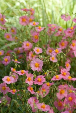 Hélianthème Helianthemum 'Lawrenson's Pink' 5-10 Pot 9x9 cm (P9)