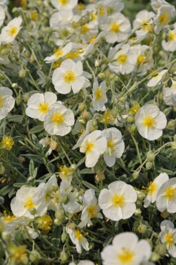 Hélianthème Helianthemum 'The Bride' 5-10 Pot 9x9 cm (P9) Helianthemum 'The Bride'