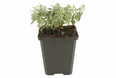 Hélianthème Helianthemum 'The Bride' 5-10 Pot 9x9 cm (P9) Helianthemum 'The Bride'