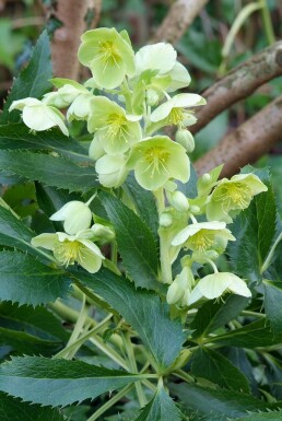 Ellébore de Corse Helleborus argutifolius 5-10 Pot 9x9 cm (P9)