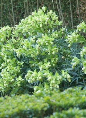 Ellébore fétide Helleborus foetidus 5-10 Pot 9x9 cm (P9)