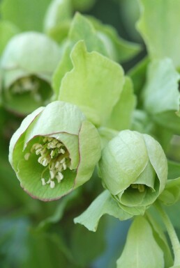 Ellébore fétide Helleborus foetidus 5-10 Pot 9x9 cm (P9) Helleborus foetidus