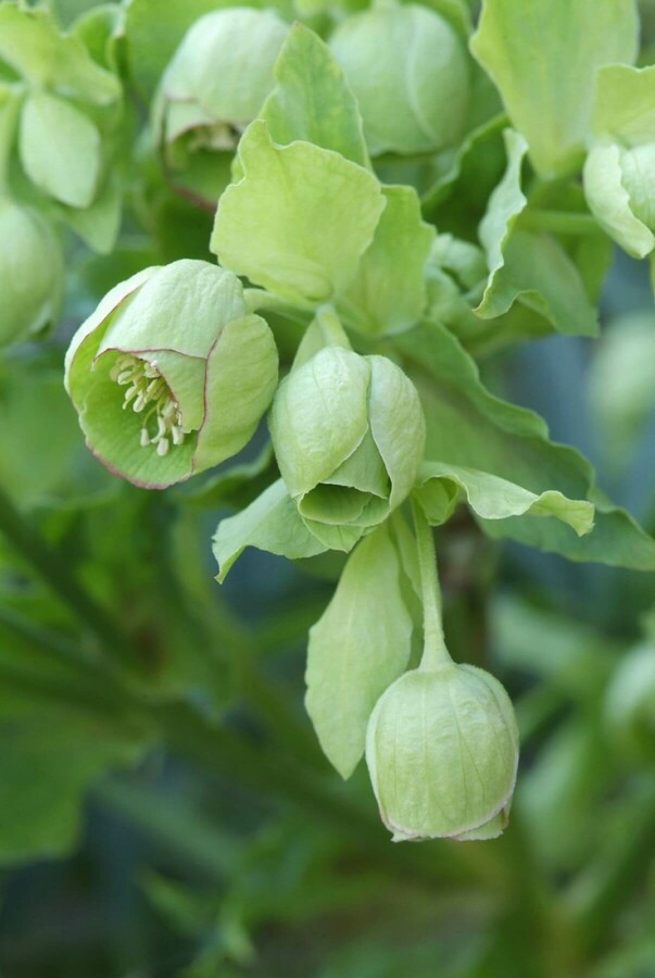 Ellébore fétide Helleborus foetidus 5-10 Pot 9x9 cm (P9) Helleborus foetidus