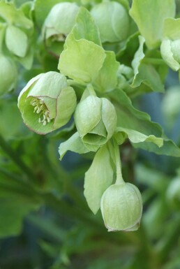 Ellébore fétide Helleborus foetidus 5-10 Pot 9x9 cm (P9) Helleborus foetidus