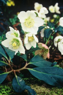 Rose de noël Helleborus niger 5-10 Pot 9x9 cm (P9)