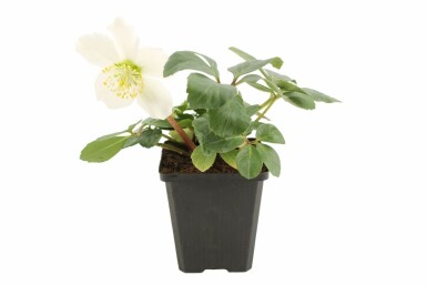 Rose de noël Helleborus niger 5-10 Pot 9x9 cm (P9) Helleborus niger