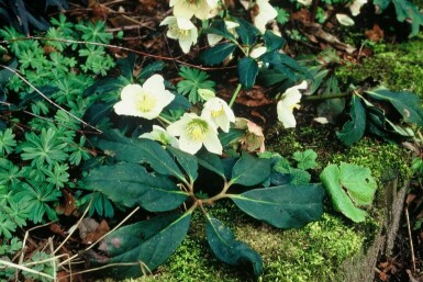 Rose de noël Helleborus niger 5-10 Pot 9x9 cm (P9)