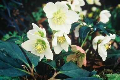 Rose de noël Helleborus niger 5-10 Pot 9x9 cm (P9)