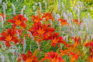 Hémérocalle Hemerocallis 'Sammy Russell' 10-15 Pot 2 l (C2) Hemerocallis 'Sammy Russell'
