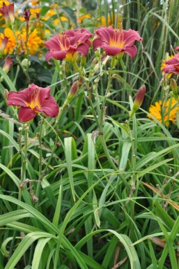 Hémérocalle Hemerocallis 'Sammy Russell' 5-10 Pot 9x9 cm (P9)