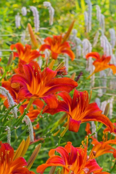 Hémérocalle Hemerocallis 'Sammy Russell' 5-10 Pot 9x9 cm (P9) Hemerocallis 'Sammy Russell'