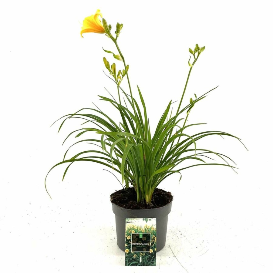 Hémérocalle Hemerocallis 'Stella de Oro' 10-15 Pot 2 l (C2) Hemerocallis 'Stella de Oro'