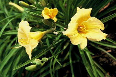 Hémérocalle Hemerocallis 'Stella de Oro' 10-15 Pot 2 l (C2) Hemerocallis 'Stella de Oro'