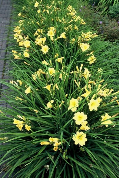 Hémérocalle Hemerocallis 'Stella de Oro' 5-10 Pot 9x9 cm (P9) Hemerocallis 'Stella de Oro'