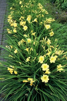 Hémérocalle Hemerocallis 'Stella de Oro' 5-10 Pot 9x9 cm (P9) Hemerocallis 'Stella de Oro'