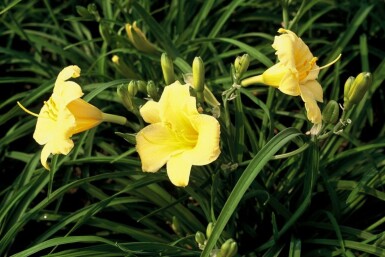 Hémérocalle Hemerocallis 'Stella de Oro' 5-10 Pot 9x9 cm (P9) Hemerocallis 'Stella de Oro'