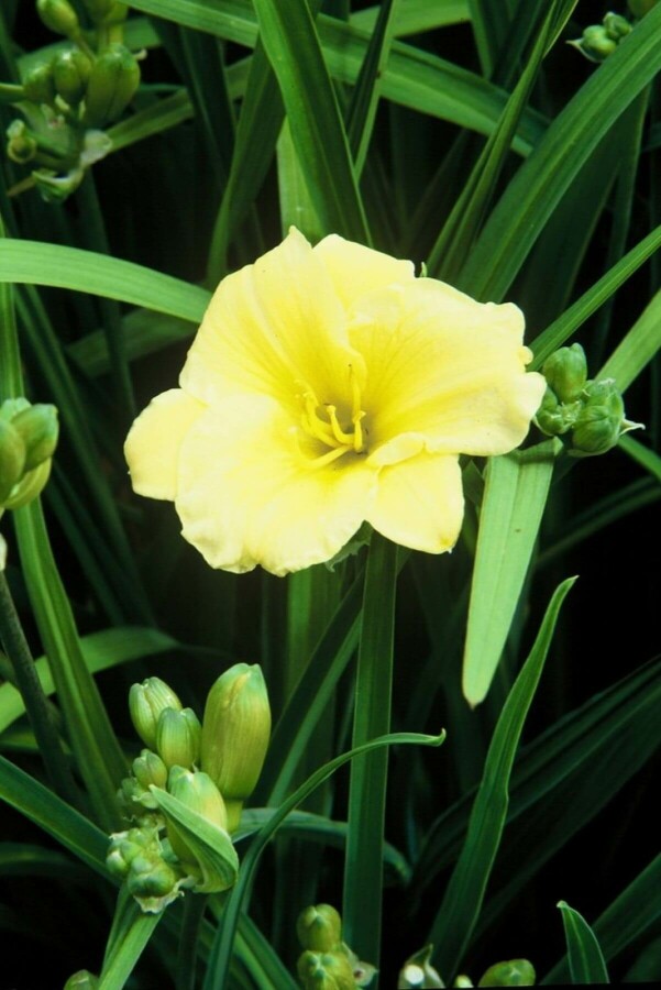 Hémérocalle Hemerocallis 'Stella de Oro' 5-10 Pot 9x9 cm (P9) Hemerocallis 'Stella de Oro'