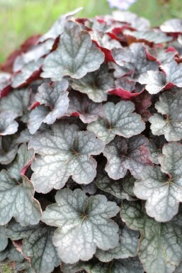 Heuchère Heuchera 'Regina' 5-10 Pot 9x9 cm (P9) Heuchera 'Regina'
