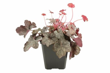 Heuchère Heuchera 'Regina' 5-10 Pot 9x9 cm (P9)