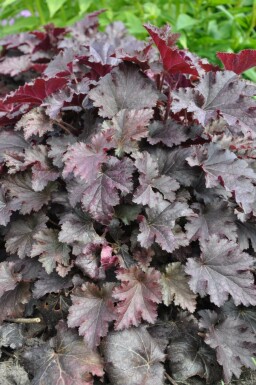 Heuchère Heuchera 'Stormy Seas' 5-10 Pot 9x9 cm (P9) Heuchera 'Stormy Seas'
