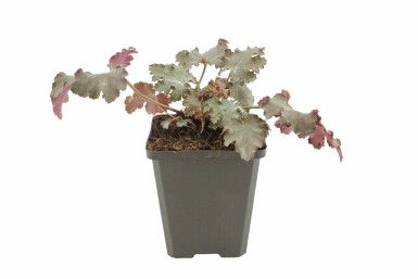 Heuchère Heuchera 'Stormy Seas' 5-10 Pot 9x9 cm (P9) Heuchera 'Stormy Seas'