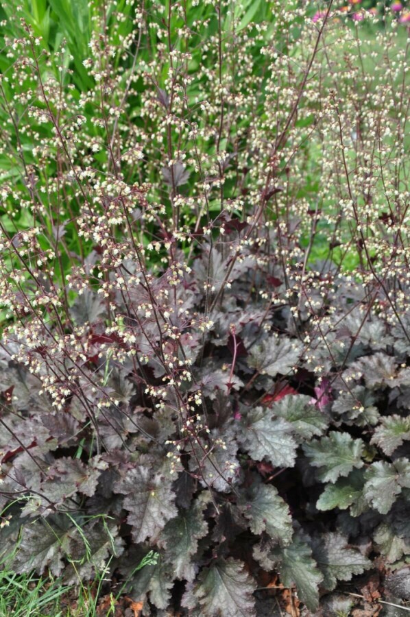 Heuchère Heuchera 'Stormy Seas' 5-10 Pot 9x9 cm (P9) Heuchera 'Stormy Seas'