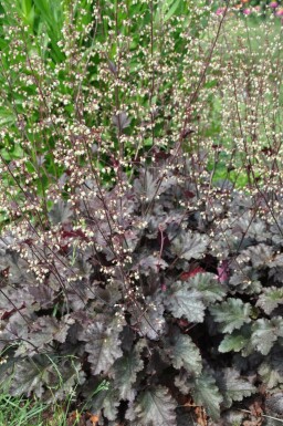 Heuchère Heuchera 'Stormy Seas' 5-10 Pot 9x9 cm (P9) Heuchera 'Stormy Seas'