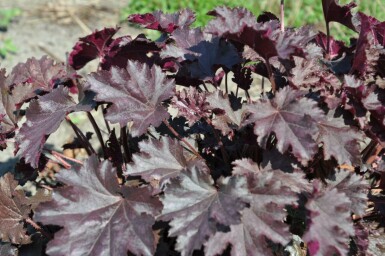 Heuchère Heuchera 'Stormy Seas' 5-10 Pot 9x9 cm (P9) Heuchera 'Stormy Seas'