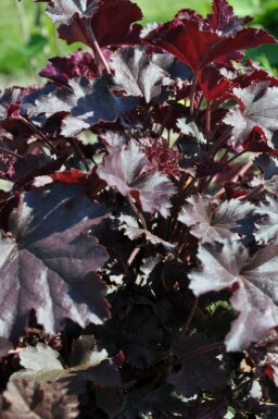 Heuchère Heuchera 'Stormy Seas' 5-10 Pot 9x9 cm (P9) Heuchera 'Stormy Seas'