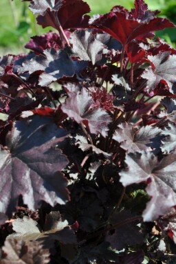 Heuchère Heuchera 'Stormy Seas' 5-10 Pot 9x9 cm (P9)