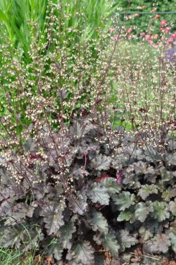 Heuchère Heuchera 'Stormy Seas' 5-10 Pot 9x9 cm (P9) Heuchera 'Stormy Seas'