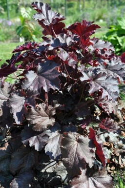 Heuchère Heuchera 'Stormy Seas' 5-10 Pot 9x9 cm (P9) Heuchera 'Stormy Seas'