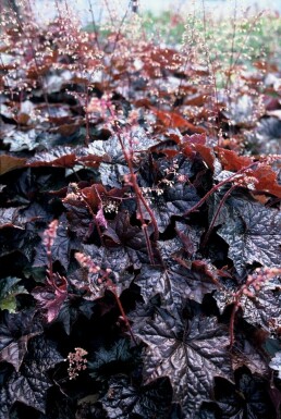 Heuchère pourpre Heuchera micrantha 'Palace Purple' 5-10 Pot 9x9 cm (P9) Heuchera micrantha 'Palace Purple'
