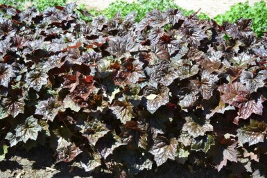 Heuchère pourpre Heuchera micrantha 'Palace Purple' 5-10 Pot 9x9 cm (P9) Heuchera micrantha 'Palace Purple'
