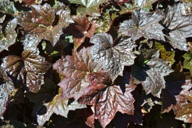 Heuchère pourpre Heuchera micrantha 'Palace Purple' 5-10 Pot 9x9 cm (P9) Heuchera micrantha 'Palace Purple'