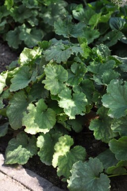 Heuchère sanguine Heuchera sanguinea 'Leuchtkäfer' 5-10 Pot 9x9 cm (P9) Heuchera sanguinea 'Leuchtkäfer'