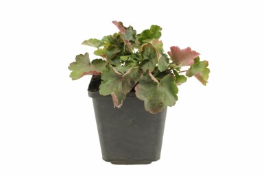 Heuchère sanguine Heuchera sanguinea 'Leuchtkäfer' 5-10 Pot 9x9 cm (P9) Heuchera sanguinea 'Leuchtkäfer'