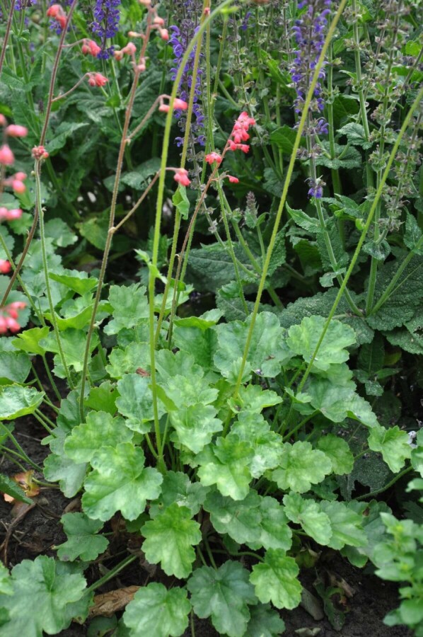 Heuchère sanguine Heuchera sanguinea 'Leuchtkäfer' 5-10 Pot 9x9 cm (P9) Heuchera sanguinea 'Leuchtkäfer'