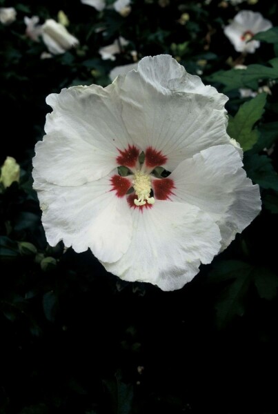 Ketmie de syrie Hibiscus syriacus 'Red Heart' Arbuste 80-100 Pot 12 l (C12) Hibiscus syriacus 'Red Heart' arbuste 80-100 cm