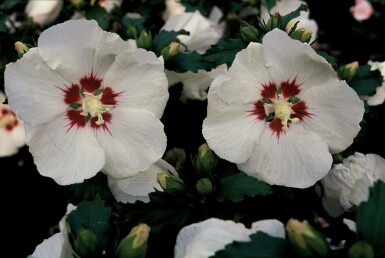 Ketmie de syrie Hibiscus syriacus 'Red Heart' Arbuste 20-30 Pot 2 l (C2) Hibiscus syriacus 'Red Heart' arbuste 15-20 cm