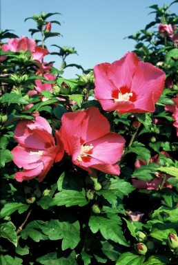 Hibiscus syriacus 'Woodbridge' C2 20-30