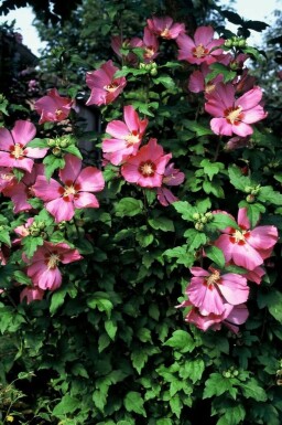Hibiscus syriacus 'Woodbridge' C2 20-30