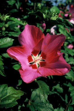 Hibiscus syriacus 'Woodbridge' C2 20-30