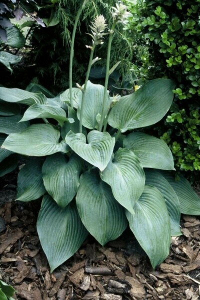 Funkia Hosta 'Blue Angel' 5-10 Pot 9x9 cm (P9) Hosta 'Blue Angel'