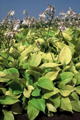 Funkia Hosta 'Sum and Substance' 5-10 Pot 9x9 cm (P9) Hosta 'Sum and Substance'