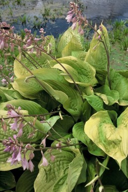 Funkia Hosta 'Sum and Substance' 5-10 Pot 9x9 cm (P9) Hosta 'Sum and Substance'