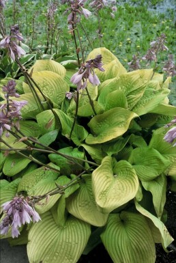 Funkia Hosta 'Sum and Substance' 5-10 Pot 9x9 cm (P9)